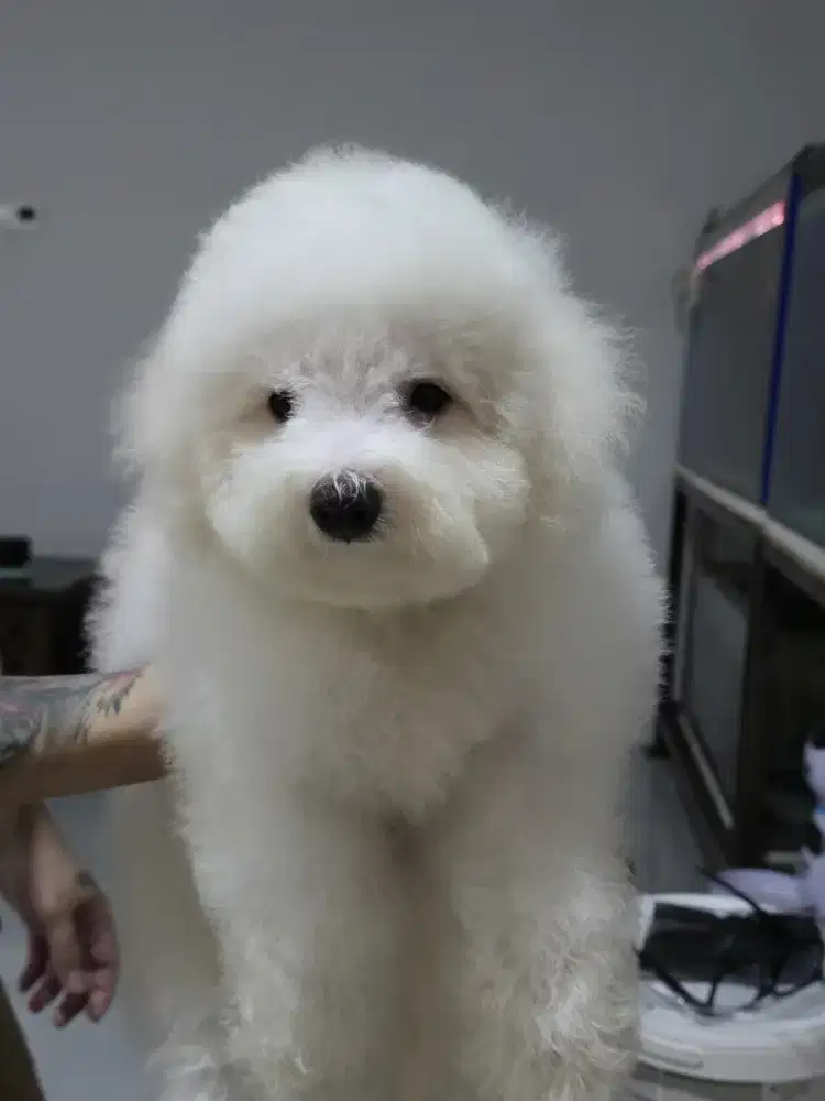 Bichon frise puppies