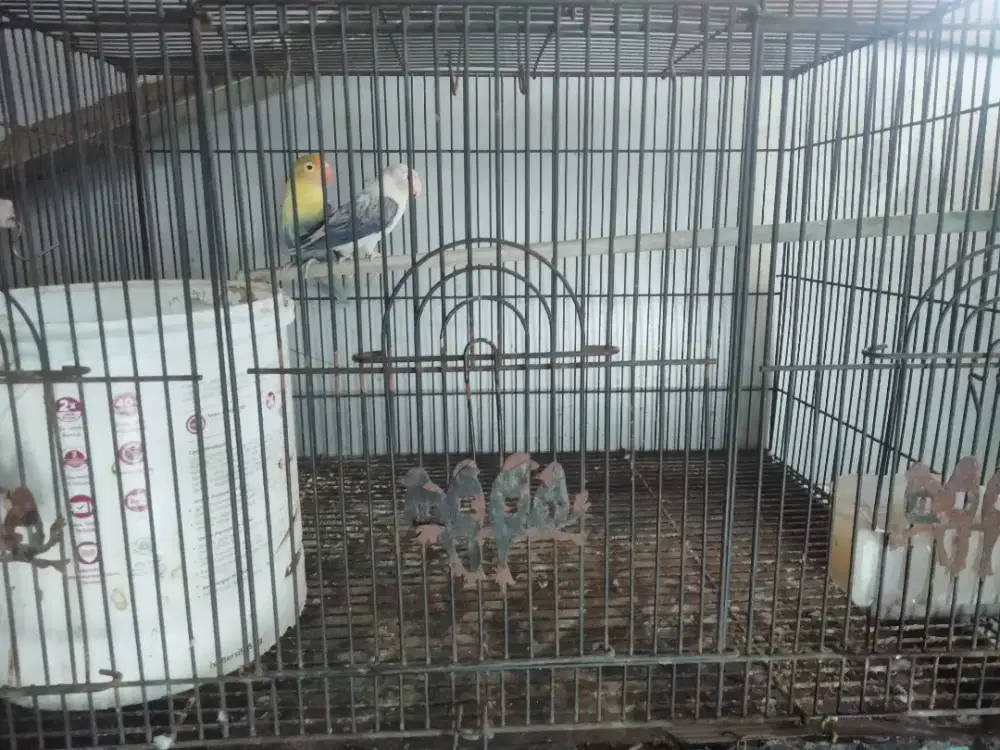 dijual burung Lovebird Batman & love bird kuning putih