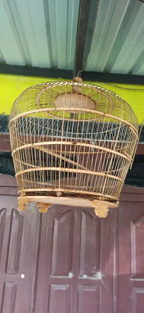 sangkar puter derkuku