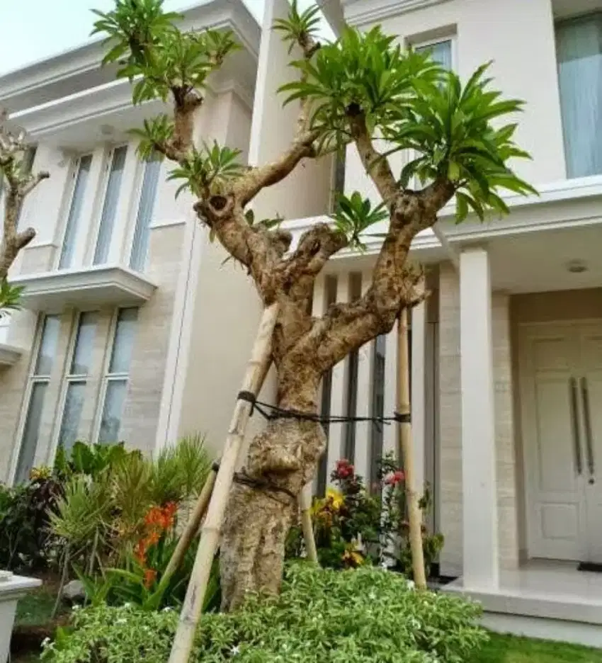 Kamboja Fosil / Kamboja Bali Fosil/ Kamboja Fosil Bali