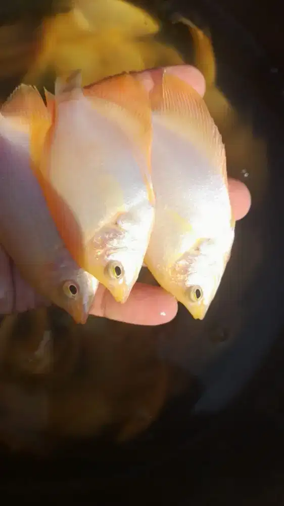 BIBIT IKAN GURAME PADANG