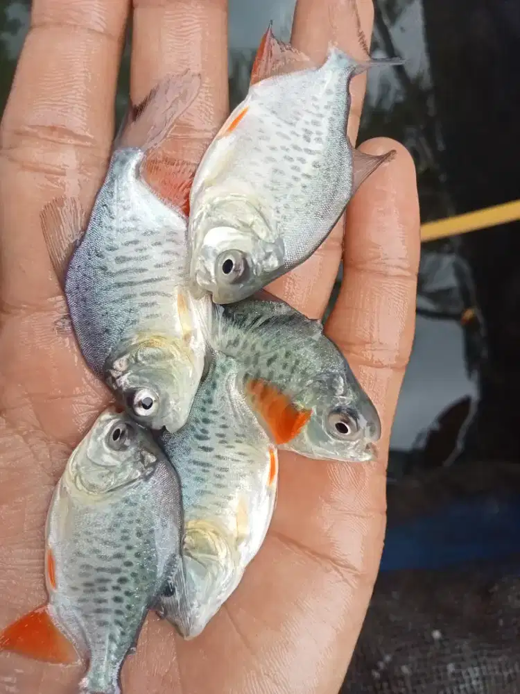 BIBIT IKAN BAWAL