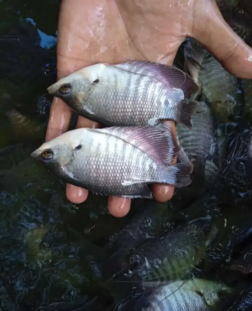 BIBIT IKAN GURAME SOANG KUALITAS UNGGUL