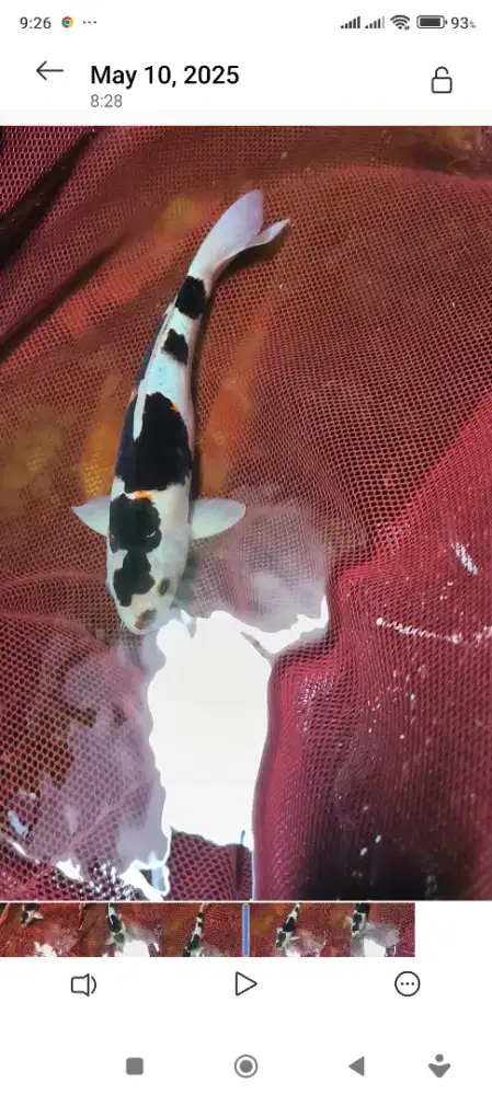 Koi blitar Budo Goromo warna pekat