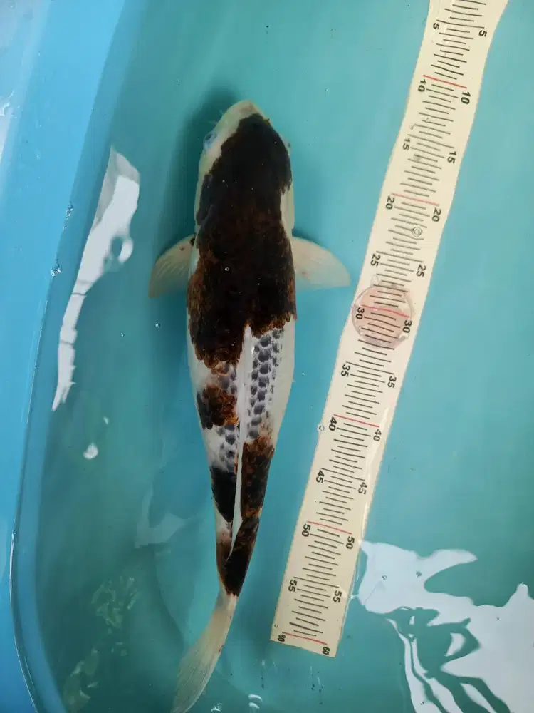 Koi budho goromo size besar