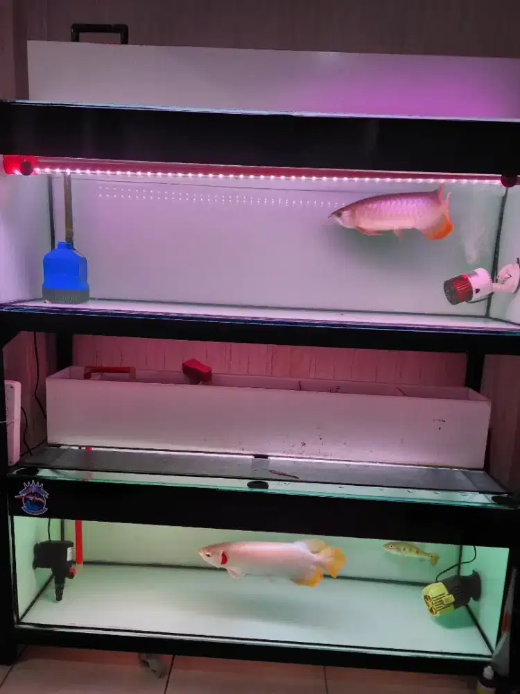 Arwana Super Red Fullset