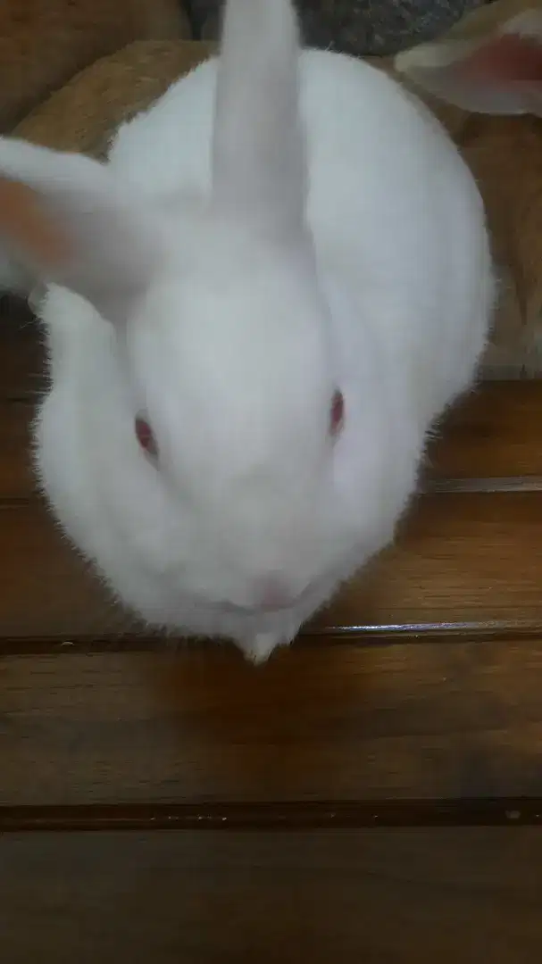 Kelinci Pure Dwarf