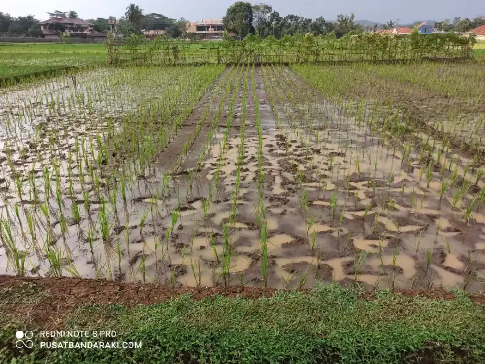 Sawah Darat Produktif Untuk Invest atau Rumah