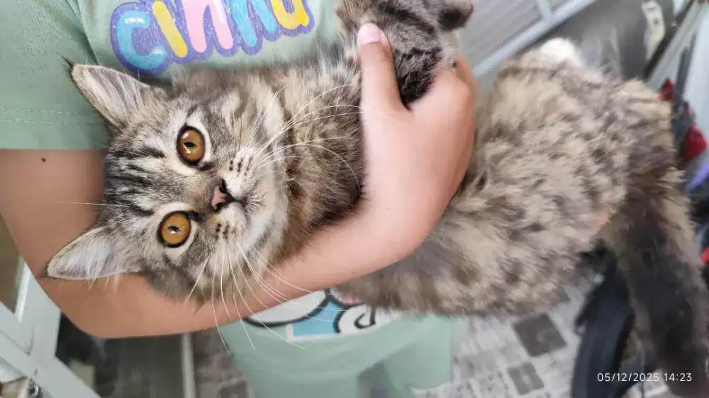 Kucing Persia medium hair belang hitam putih