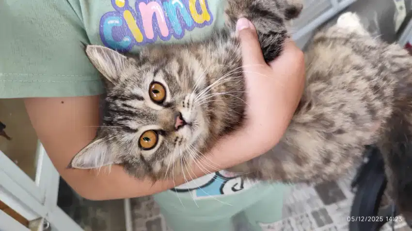 Kucing Persia medium hair belang hitam putih