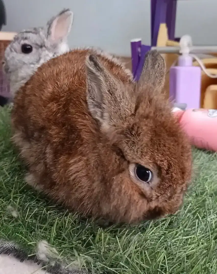 Kelinci Hias Netherland Dwarf