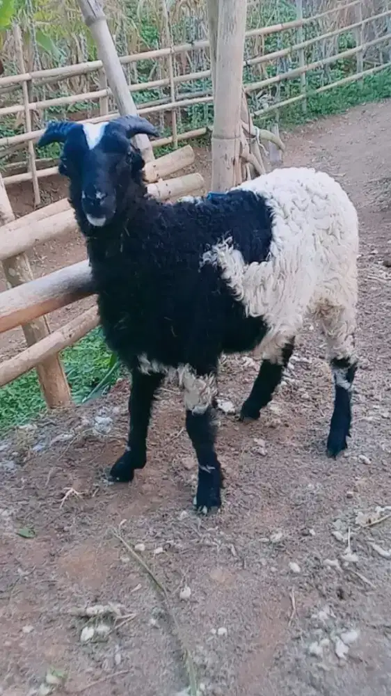 Paket Kambing Kurban