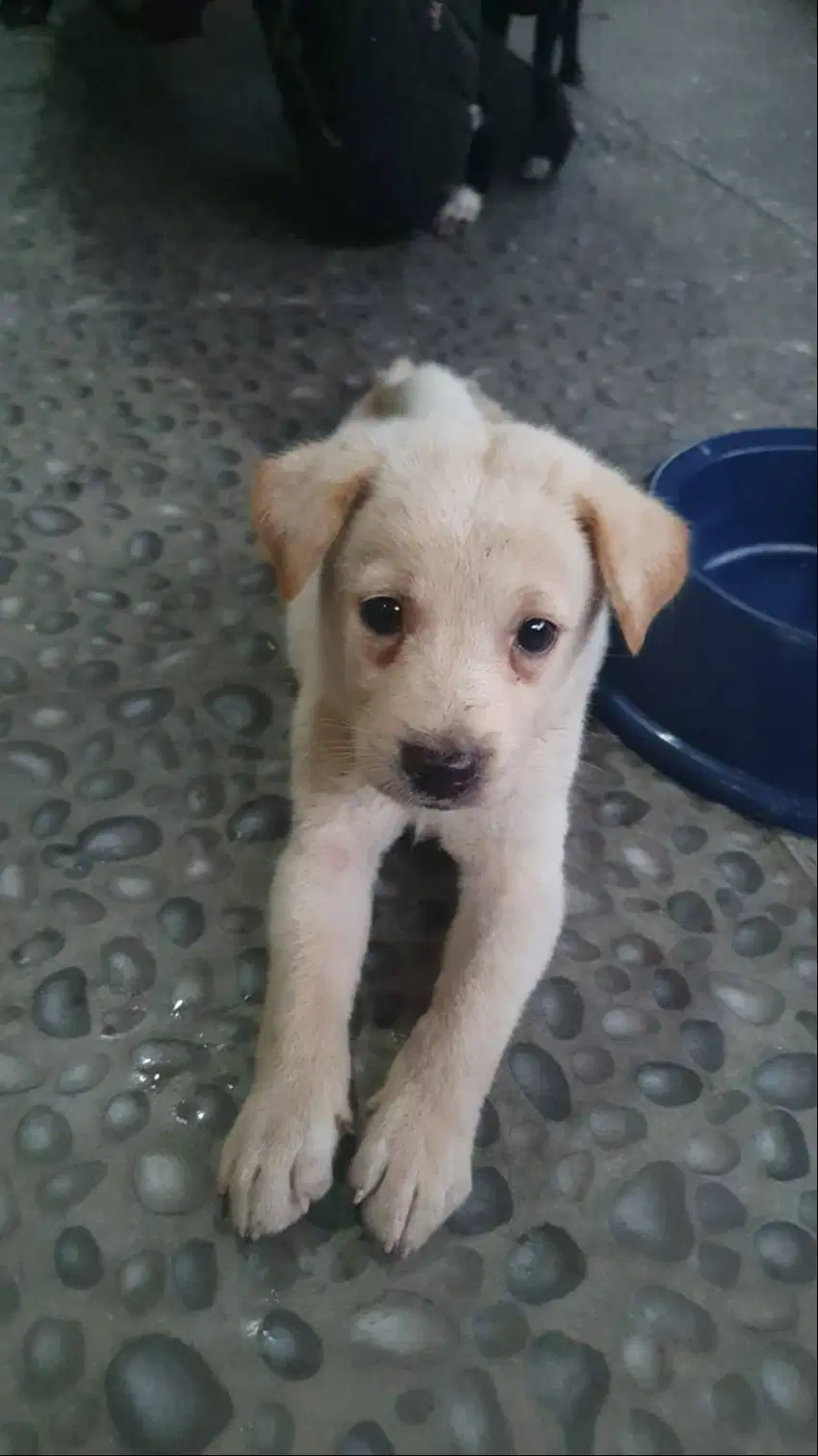 open adopt puppy anak anjing 1 bulan