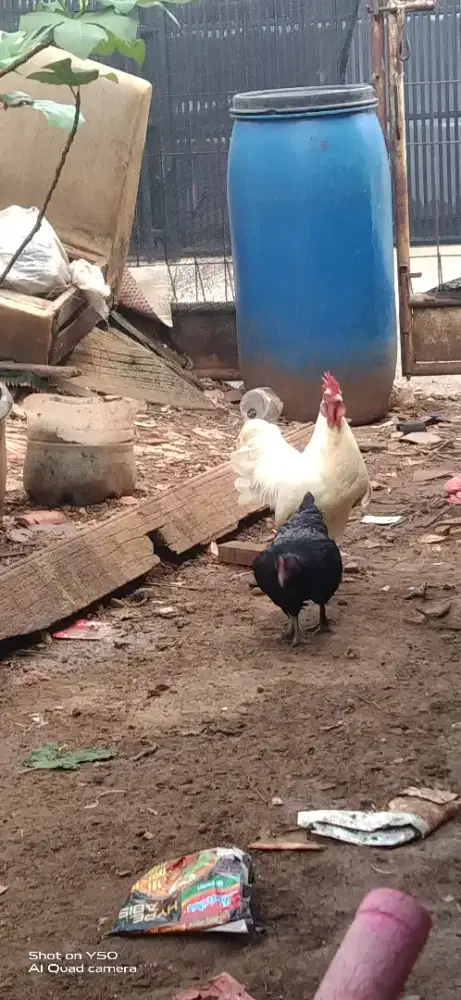 Ayam chocin x kampung jadi kate