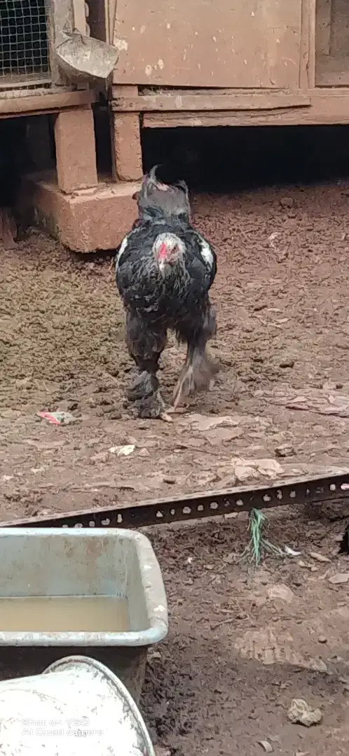 Ayam brahma remaja