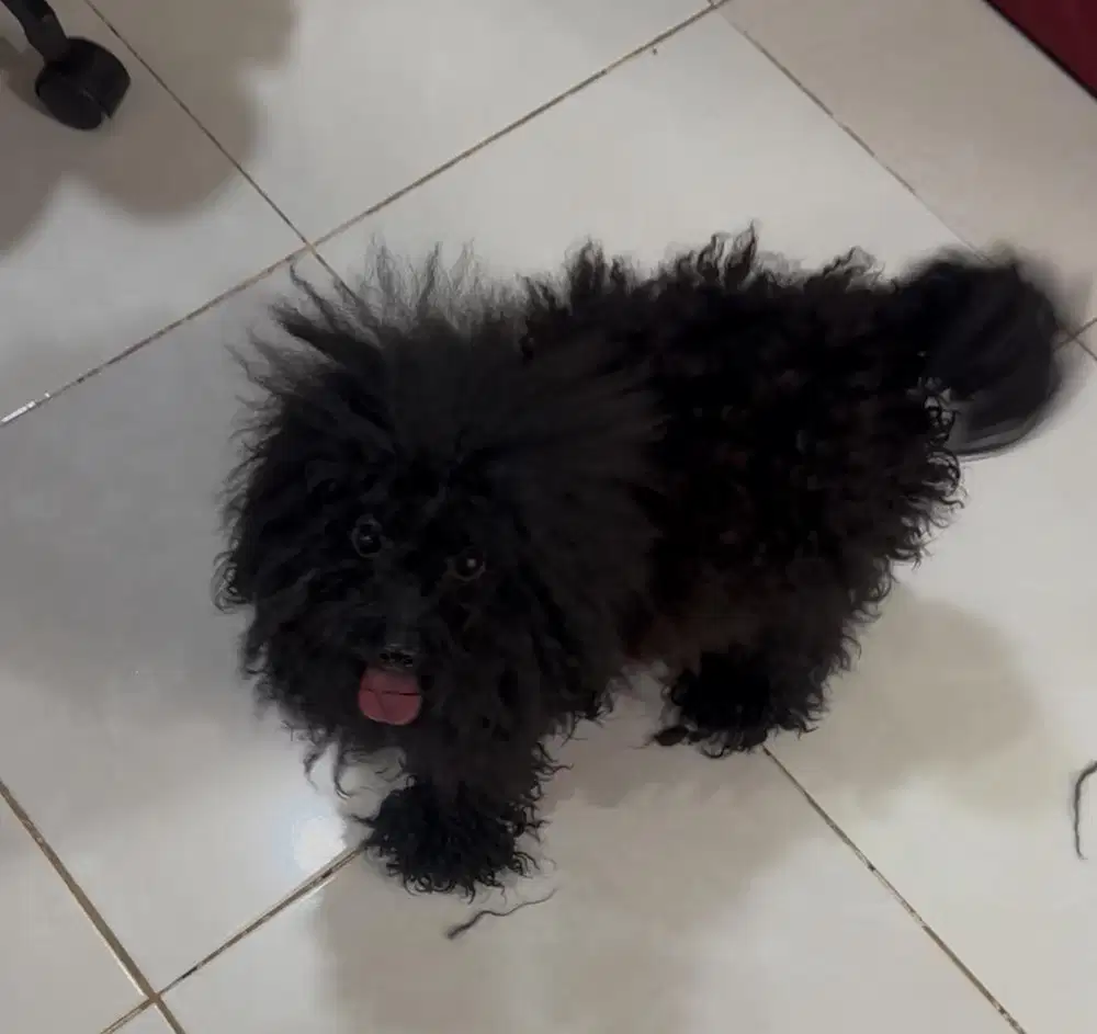 Poodle toy betina hitam