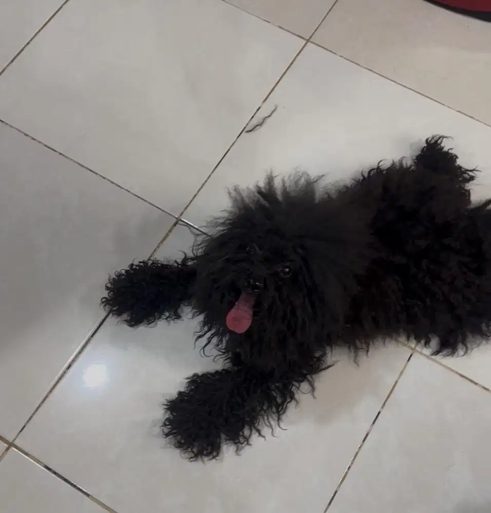 Poodle toy betina hitam