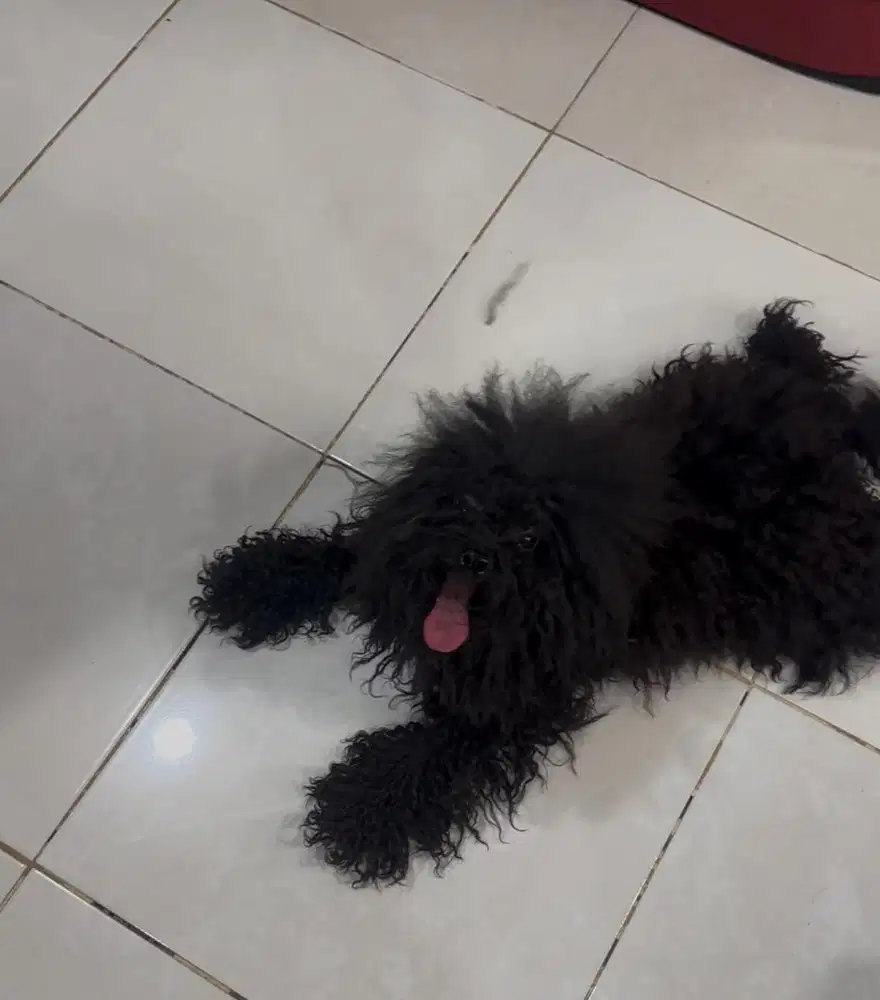 Poodle toy betina hitam