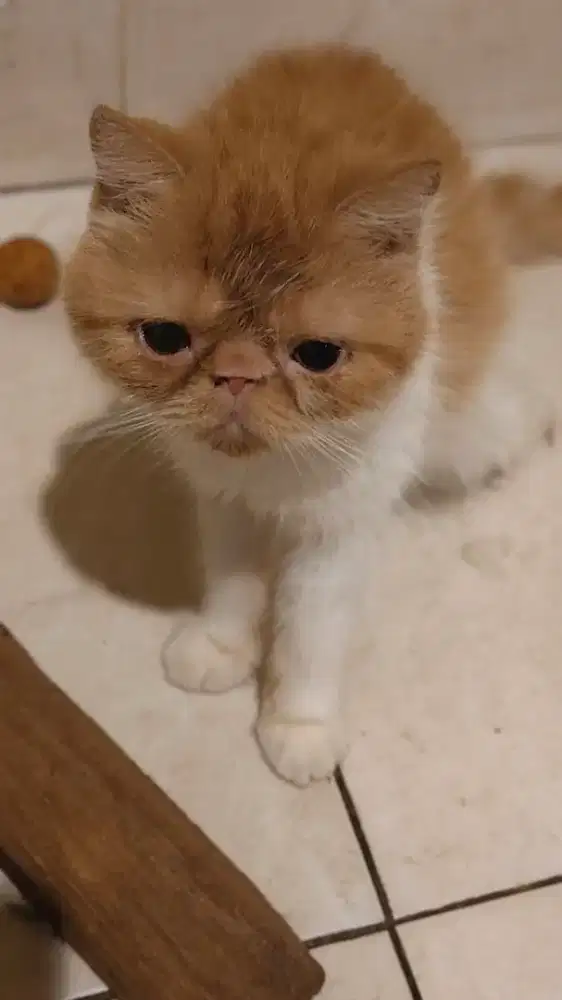 Peaknose betina 1 tahun proven nego