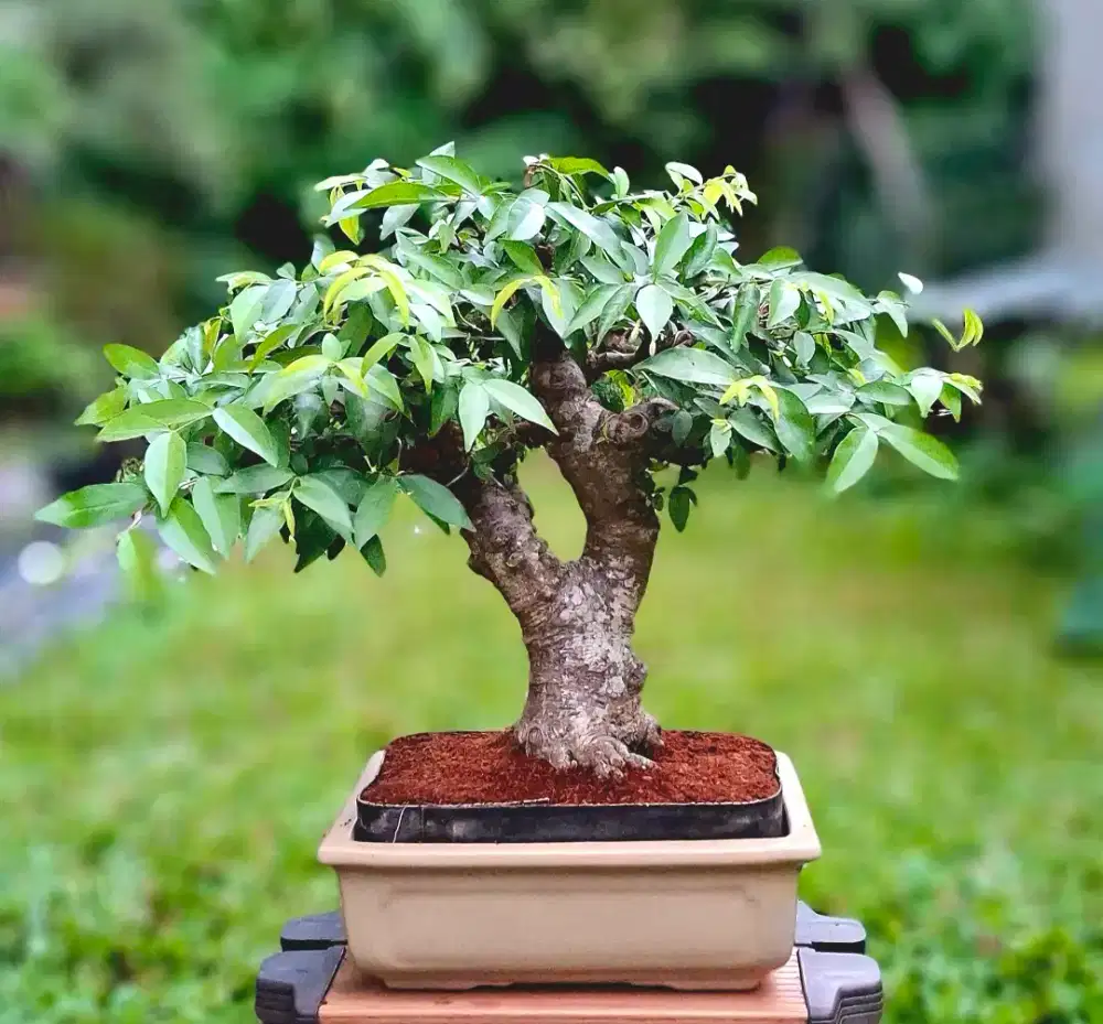 Bonsai Anting Putri