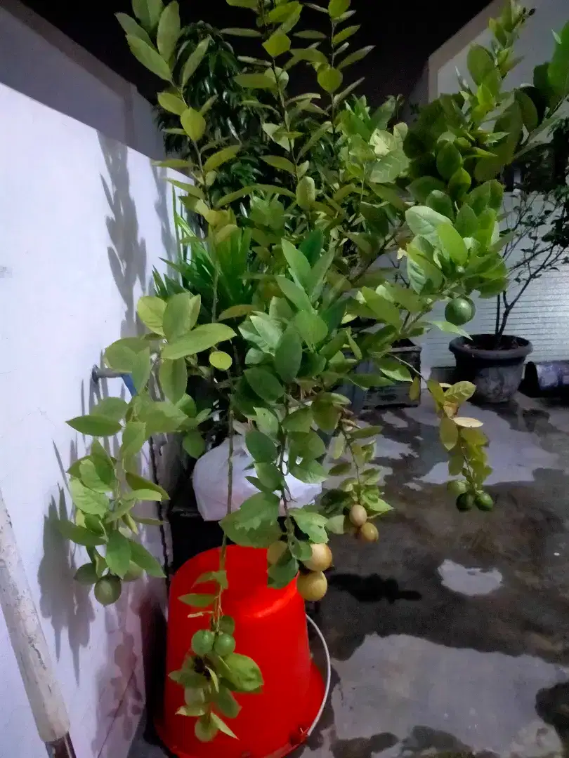 Tanaman jeruk lemon