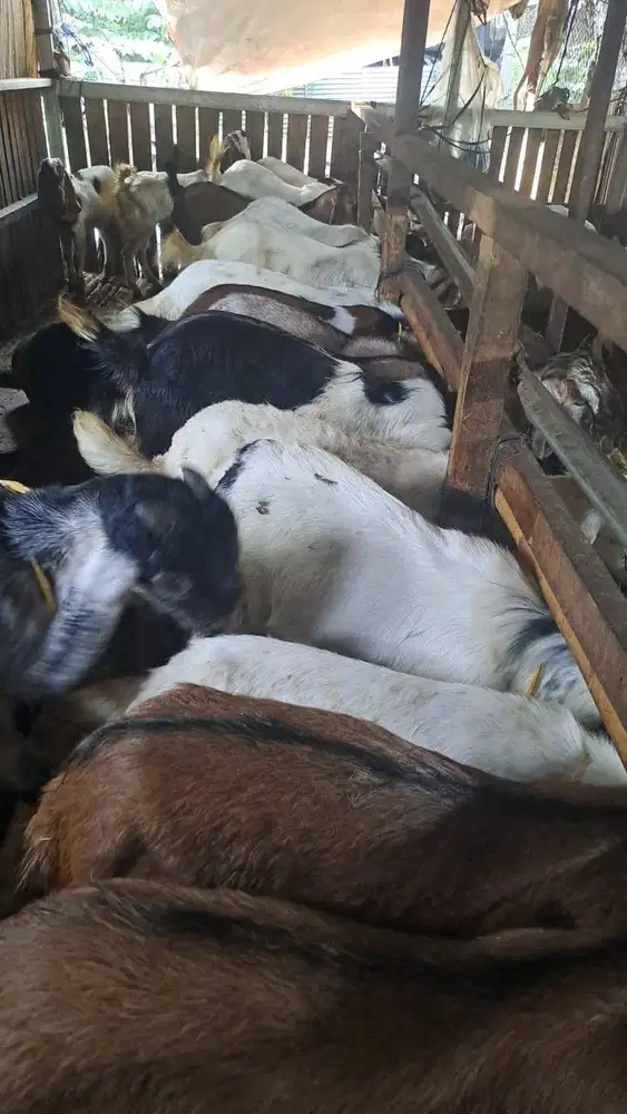 menyediakan paket aqiqah mentah 2025