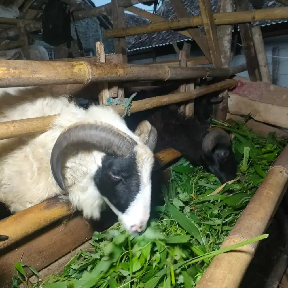 Kambing Kurban Murah