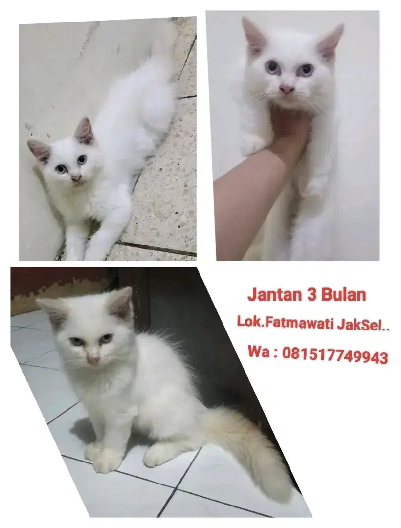 Lepas Adopsi Kitten Jantan 3 Month