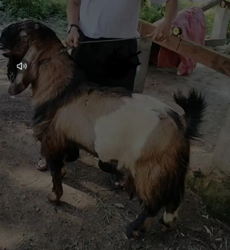 Daud aqiqah Sedia kambing dan sapi untuk kurban dan aqiqah