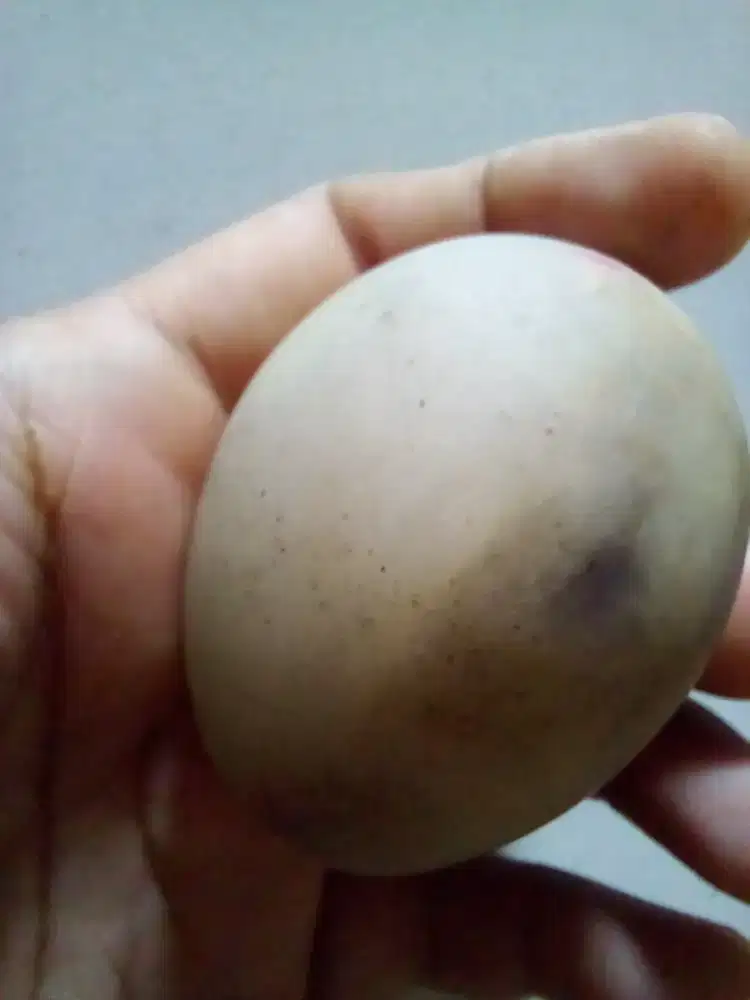 Telur marmer hiasan 1pcs