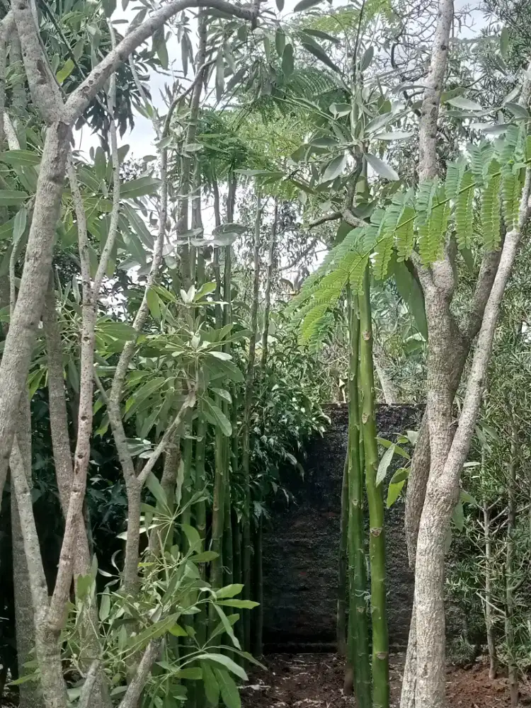 Tanaman hias tabebuya 3 meter bandar Lampung