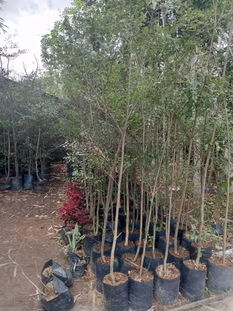 Tanaman hias ketapang 3 meter bandar Lampung