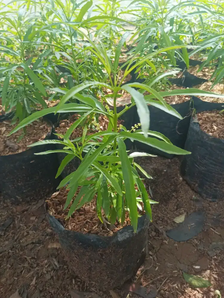 Pohon anti nyamuk (zodiak)