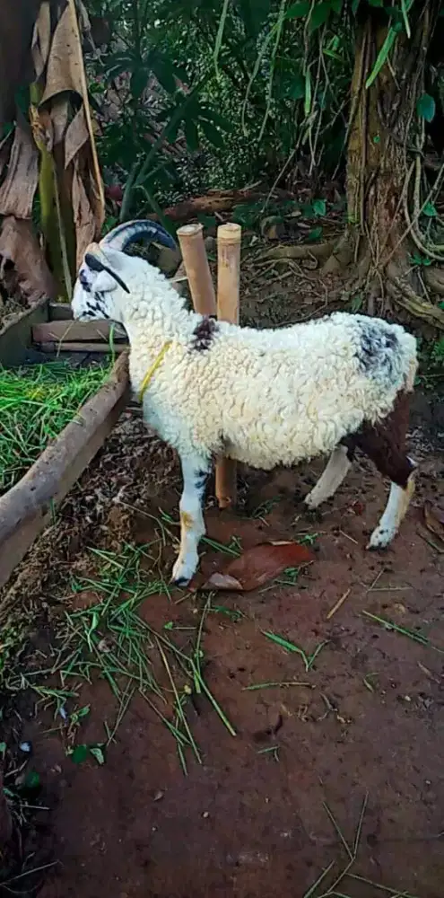 Kambing Kurban Murah