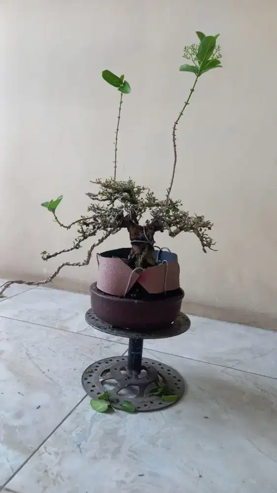 Bonsai sancang bogel small
