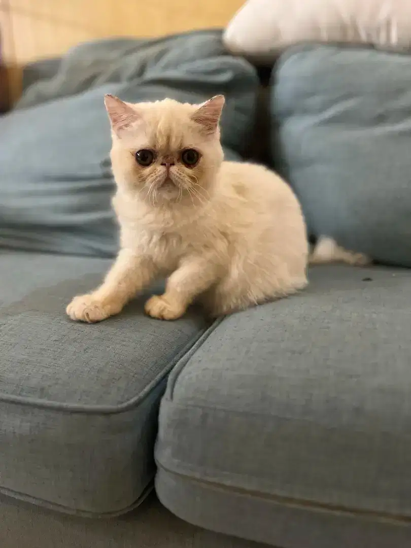 Anak Kucing Persia Peaknose Exotic Ped CFA