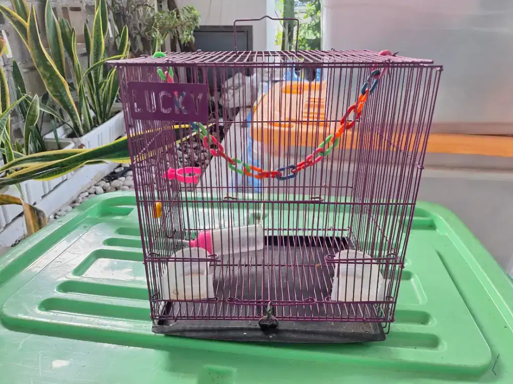 Kandang sugarglider