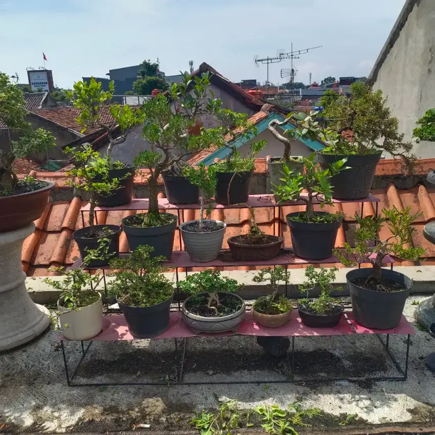 Borongan bonsai + rak
