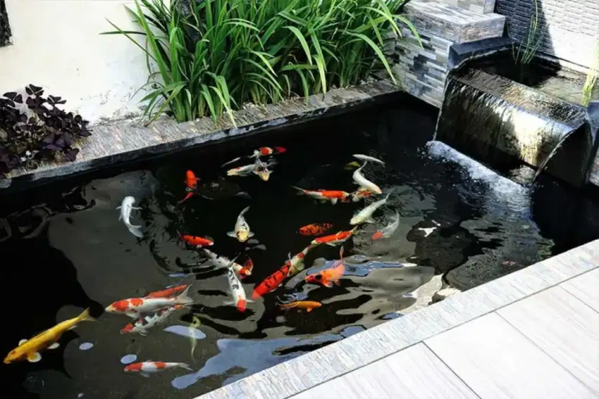 Jasa pembuatan kolam ikan koi