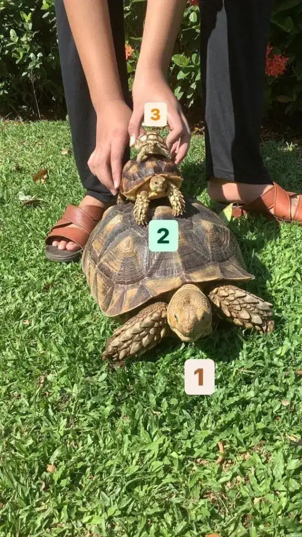 Jual Kura Kura Sulcata Buy 1 Get 2