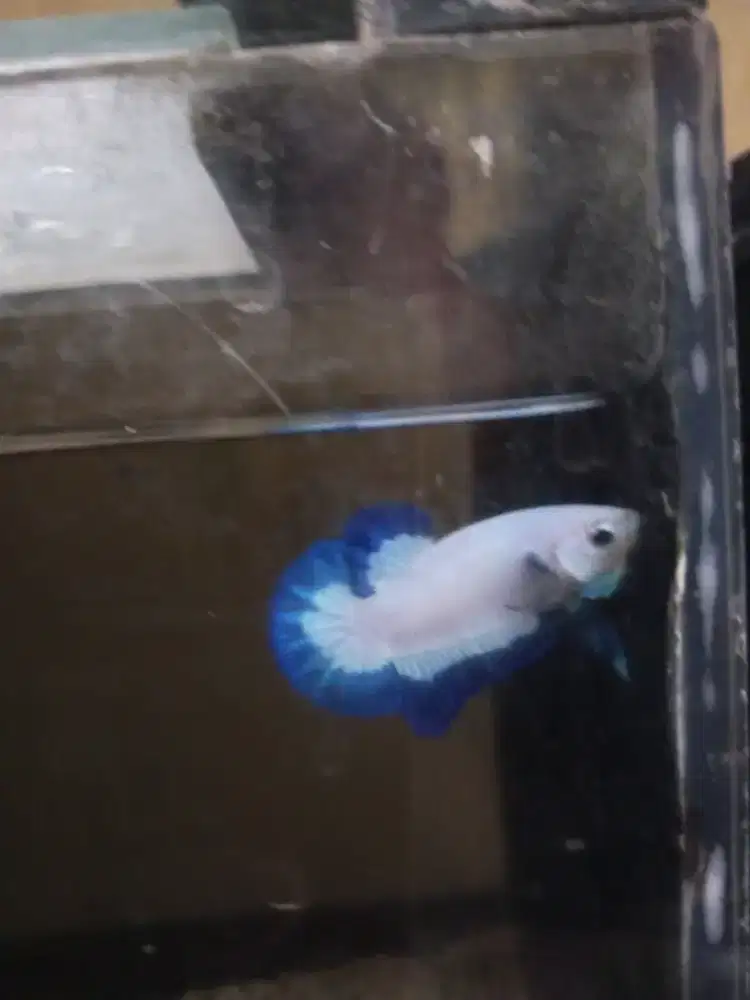 Cupang Blue Rim clean body