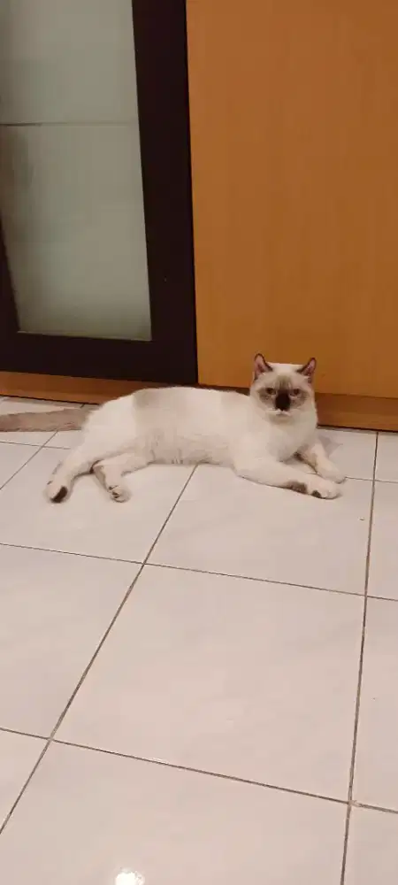 Kucing pejantan telinga scottish himalayan