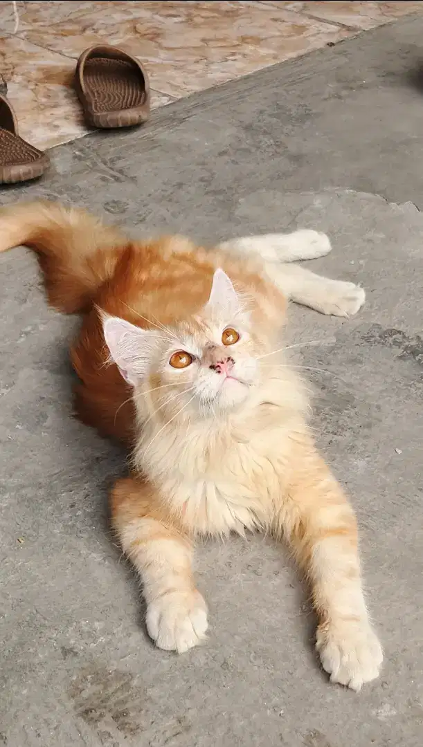 Lepas Adopsi Kucing Maine Coon