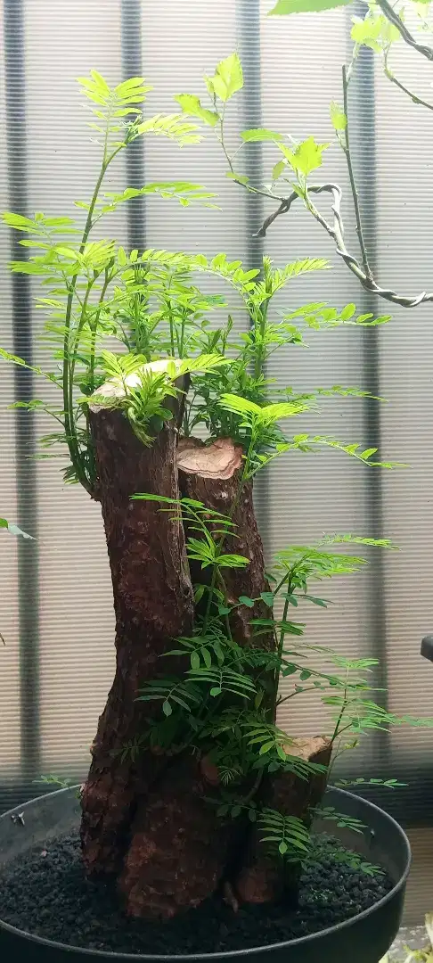 Bonsai asem saraf