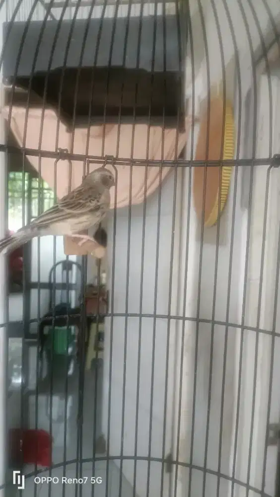 Blactroath betina indukan