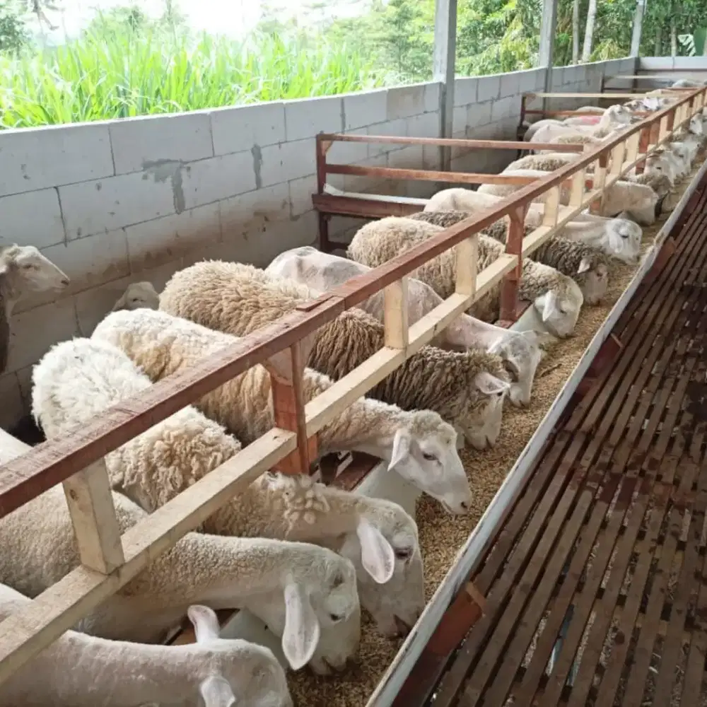Paket Kambing Kurban