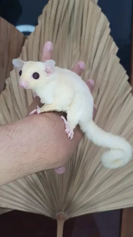 Sugarglider creamoz