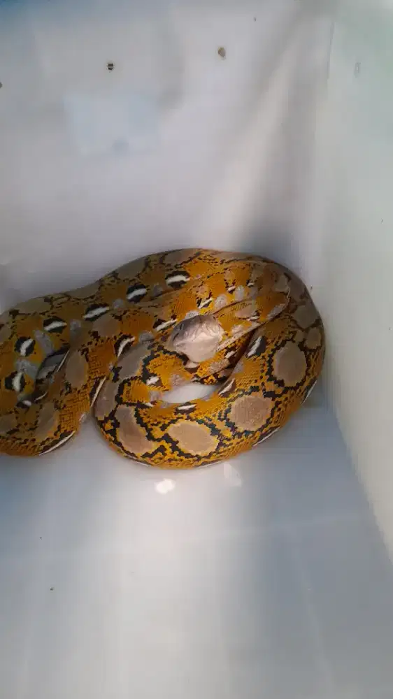 Jantan joss kuning cerah