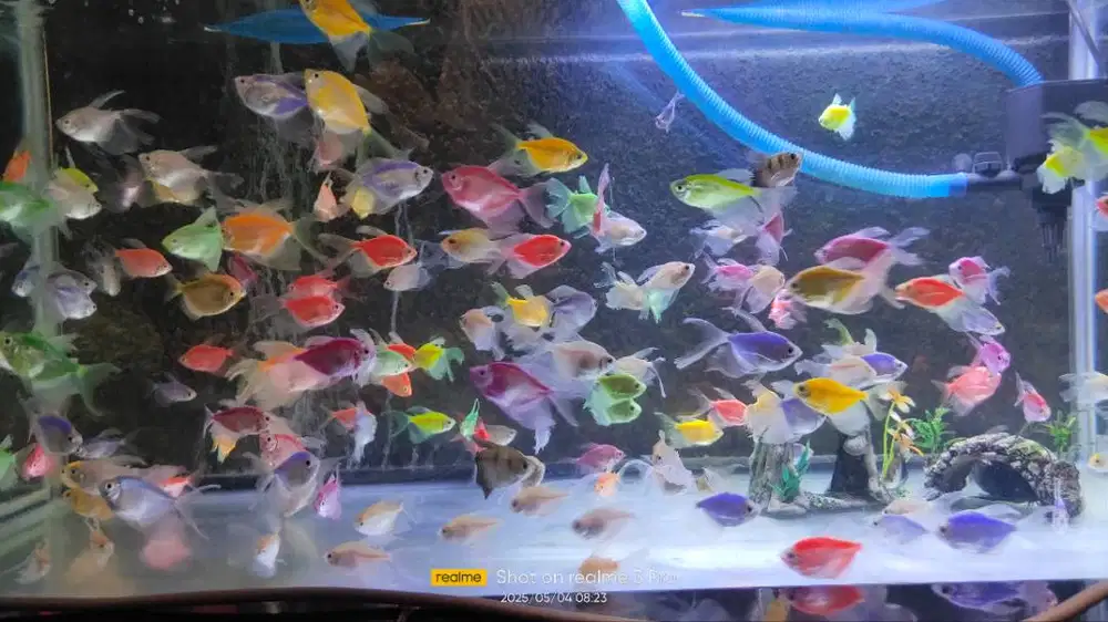 Ikan Glowfish Slayer warna campur edisi kolektor