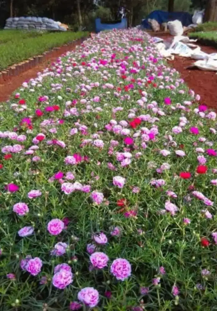 Tanaman hias sutra bombay